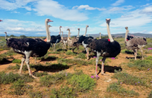 Safari-Ostrich-Show-Farm